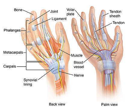 Palm view and back view of hand showing anatomy.
