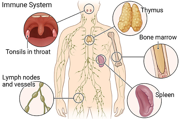The immune system shown in the body..