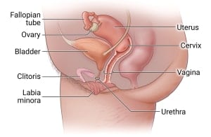 In the female reproductive system, blockages can form in the urethra, which connects to the bladder, and vagina.