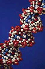 Picture of a model of a strand of DNA, magnified