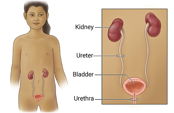 Front view of a child showing the urinary tract with kidneys, ureters, bladder, and urethra.