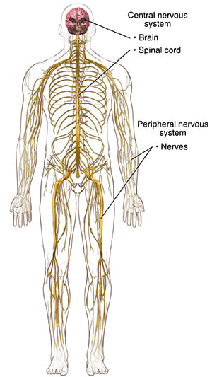 Front view of male body showing nervous system. 
