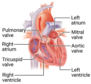 Cross section of heart with arrows showing blood flow.