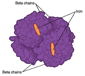 Structure of hemoglobin molecule with alpha thalassemia.